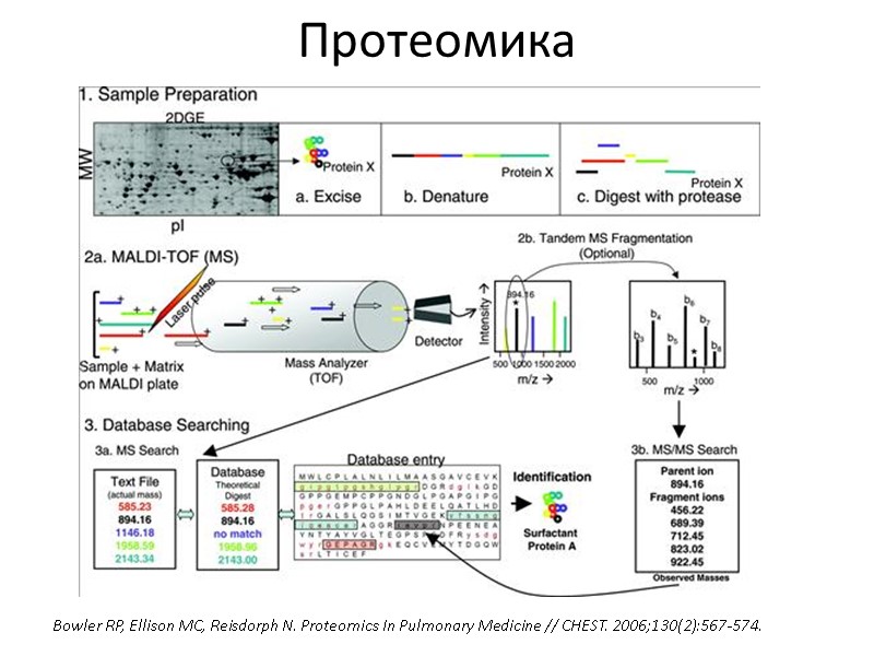Протеомика Bowler RP, Ellison MC, Reisdorph N. Proteomics In Pulmonary Medicine // CHEST. 2006;130(2):567-574.